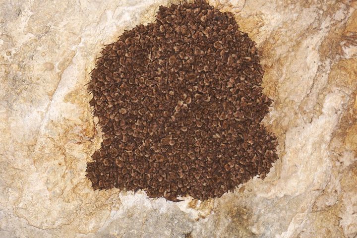 Αποικία πυρρονυχτερίδας (Myotis emarginatus) στην περιοχή του Σιδηρόκαστρου Σερρών