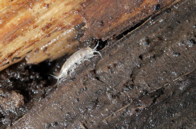 Τρωγλόφιλο ισόποδο (Trichoniscus sp.)