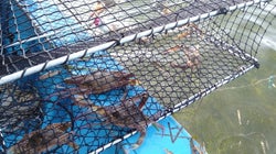 Un risotto au crabe bleu…capturé en