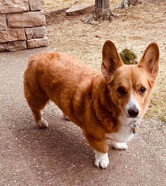Gracie still standing strong in February 2019.