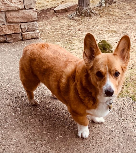 Gracie still standing strong in February 2019.