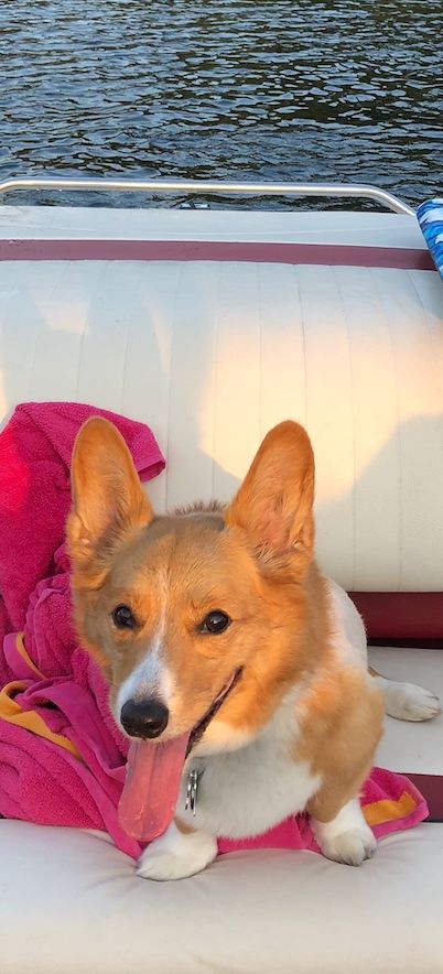 Gracie on the boat, one of her favorite places, on July 29, 2019.