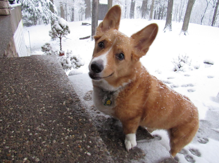 Gracie climbing steps in March 2019.