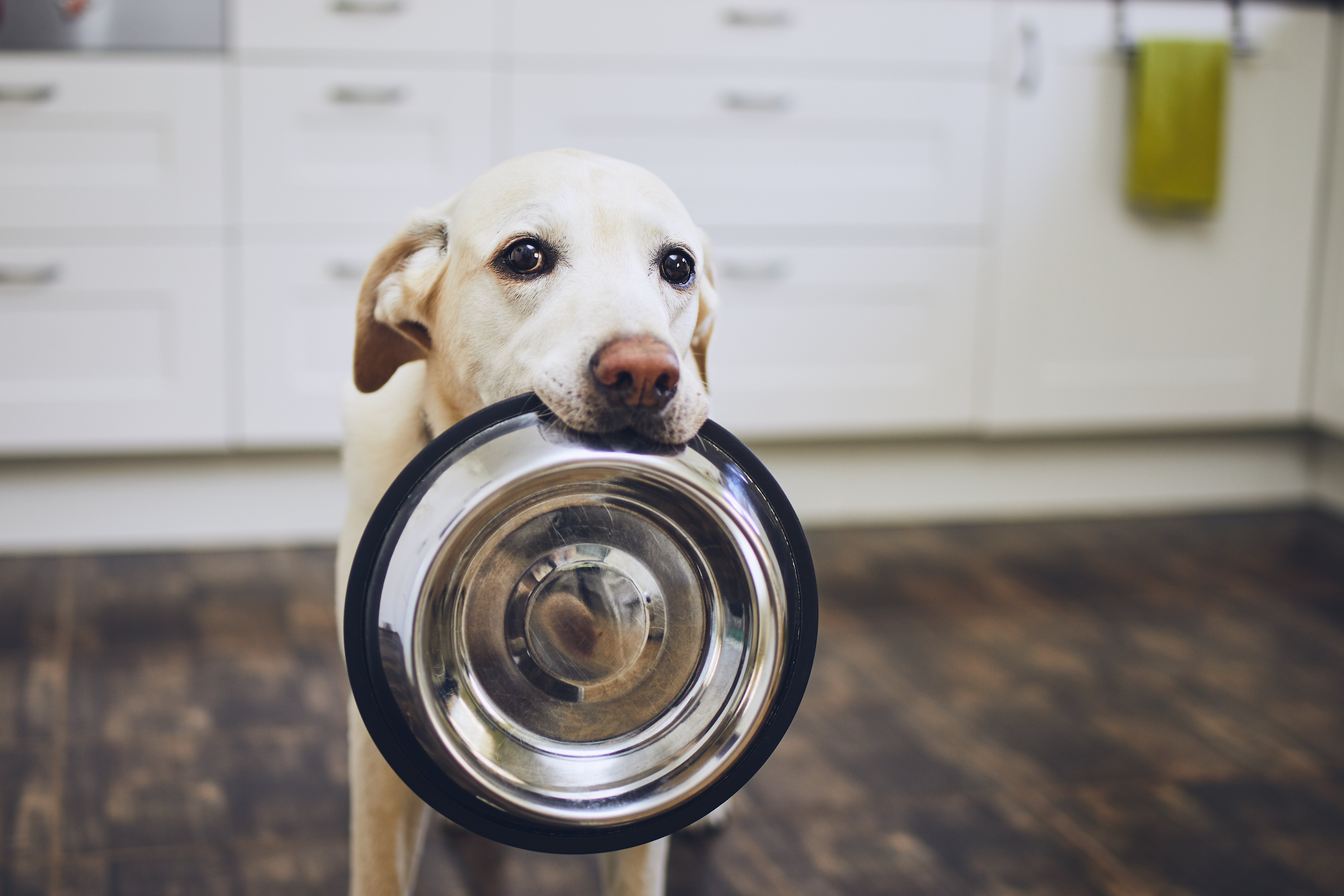 switching dog food allergies