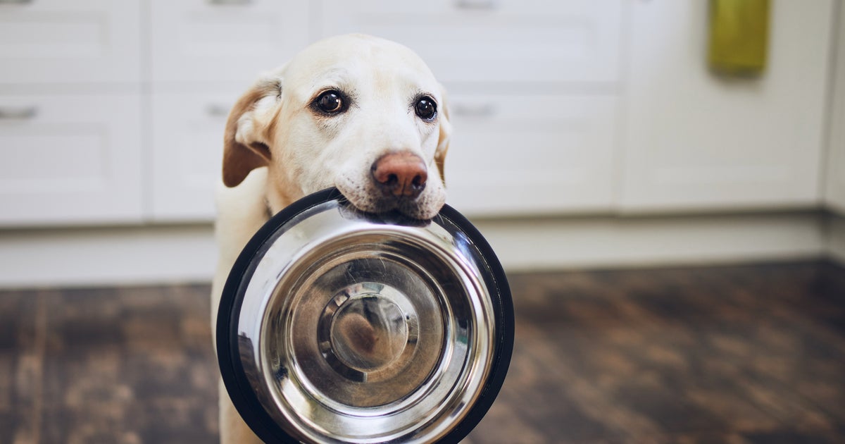 3 Signs It’s Time To Change Your Pet’s Food HuffPost Life