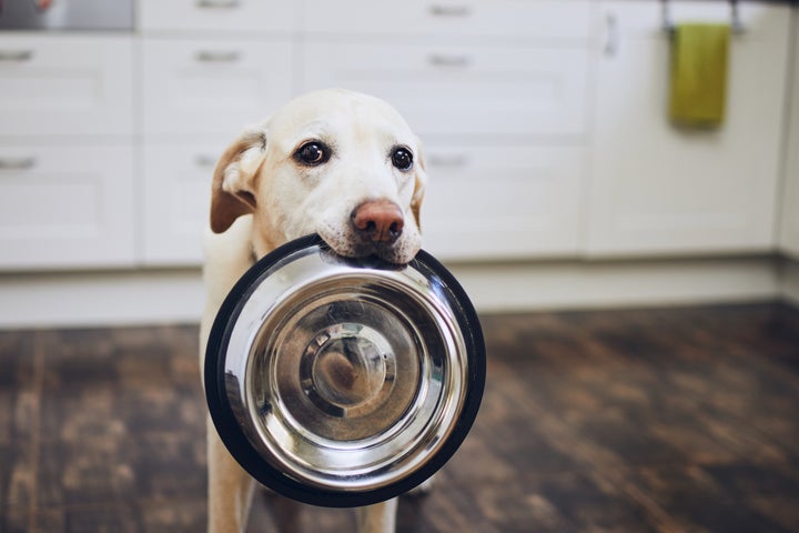 Hungry dog is waiting for lunch.