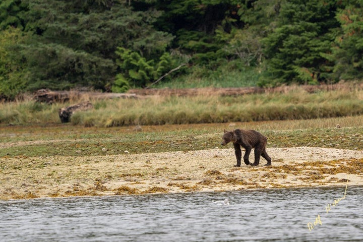 Starving grizzly in British Columbia.