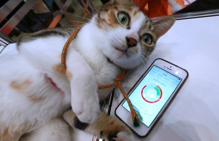 <i>Una aplicación para teléfonos inteligentes, desarrollada por la empresa japonesa Anicall, pretende mostrar los ‘sentimientos’ de un gato. Puede que algún día las aplicaciones traduzcan las expresiones animales a emociones. <a href="http://www.cpimages.com/fotoweb/cpimages_details.pop.fwx?position=138&archiveType=ImageFolder&sorting=ModifiedTimeAsc&search=cat&fileId=7ED4E565C8CEED276553137C3F07278F0211563F5E7047DF3AAB663AE59BB0CF1642B0B80D34257E6710EC2568FB7698B59B4D70A14C35A5085499F7776FCE74F2B7765E8750034730859FC82D50AED9FE59D2970D2E169702AF0483B6B5EB6C42F841C1FF39A6F82A1B1FF576DC98DFDFA8B4906E2B2637CA6ABE2F54441DF0E41DB96B4682A54674266B70D538C8384B7097AA1ED5BA40" rel="nofollow" data-ylk="subsec:paragraph;itc:0;cpos:39;pos:2;elm:context_link" data-rapid_p="16" data-v9y="1">(AP Photo/Eugene Hoshiko)</a></i>