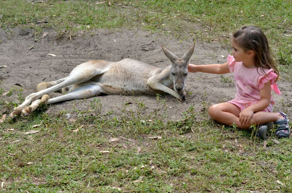 Little girl (age 04) petting an Eastern grey kangaroo female in Gold Coast Queensland, Australia