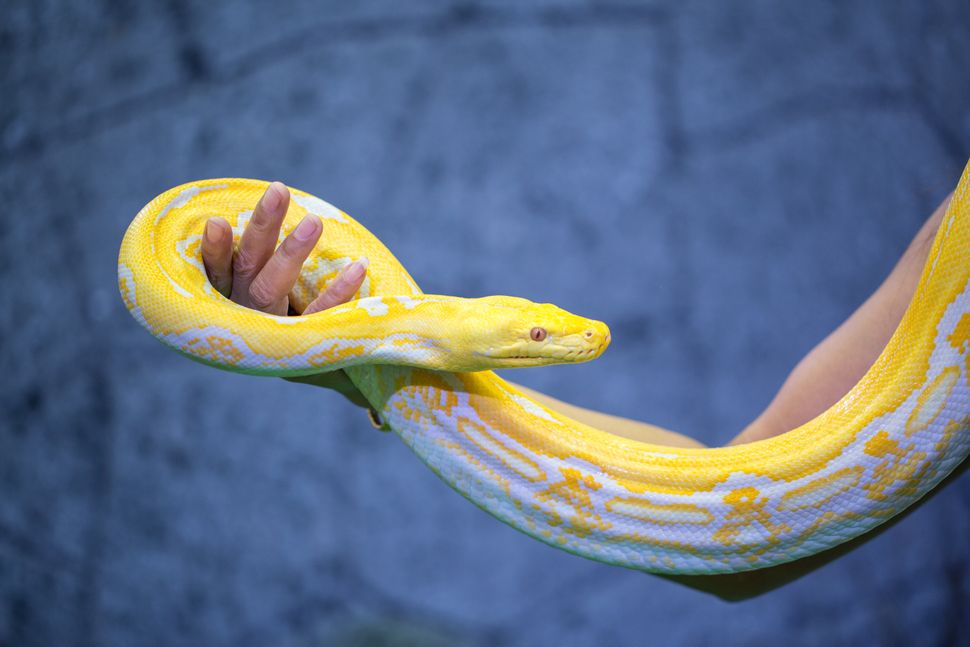 Reticulated python,Snake