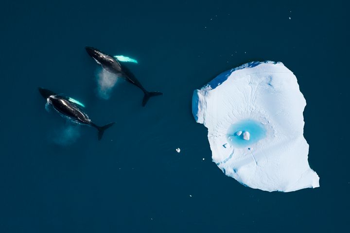 Two Humpback whales swimming together amongst icebergs in the Arctic Ocean, in Ilulissat, Greenland.