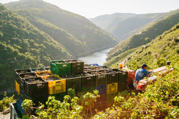 Vendimia de la uva en los cañones del Sil (Ourense).