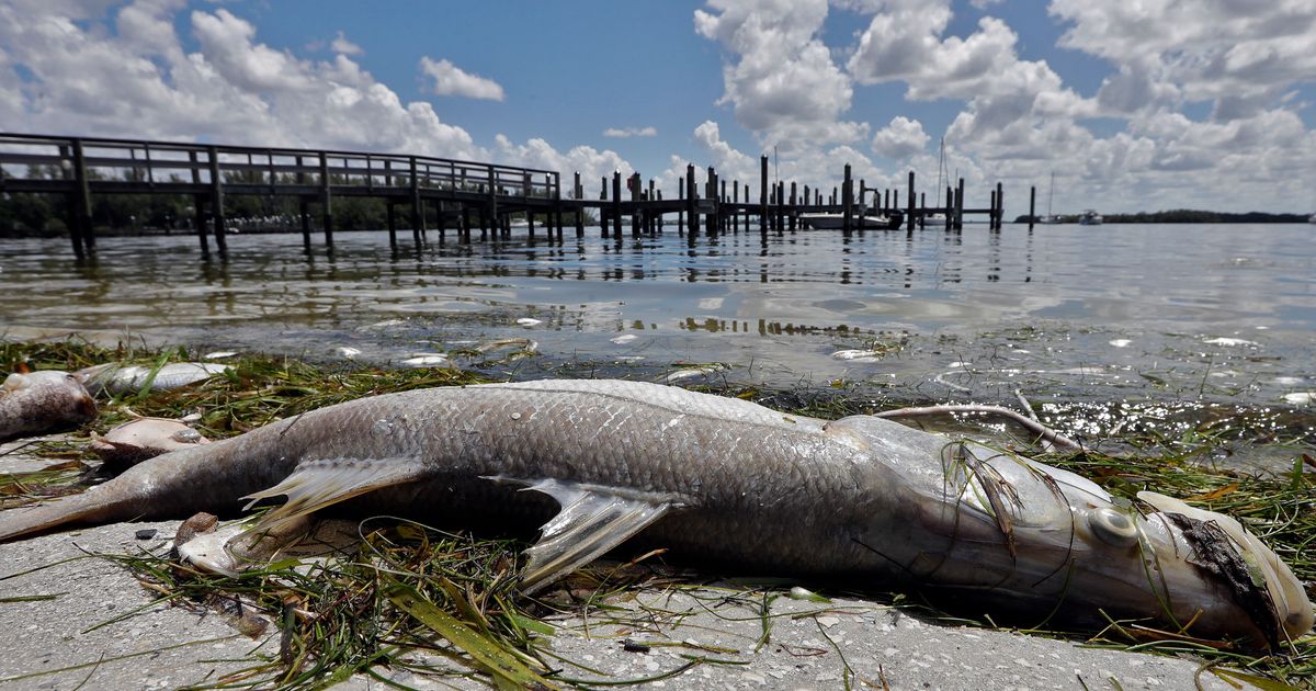 Рыба токсины. Red Tide во Флориде. Мертвая рыба на берегу. Рыбы Флориды.