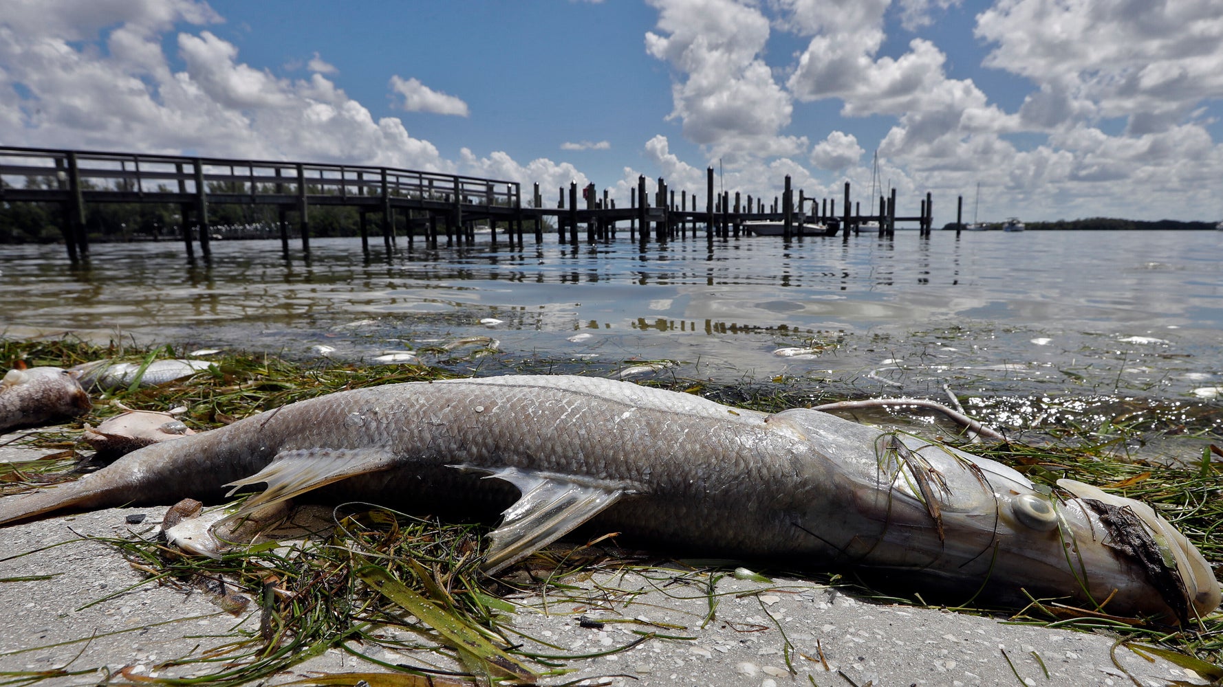 Scientists Say Red Tide Is Back Along Florida's Southwest Coast HuffPost