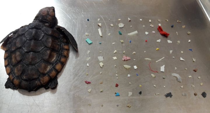 Cette jeune tortue de mer est morte en Floride. 104 morceaux de plastique ont été retrouvés dans son estomac. 