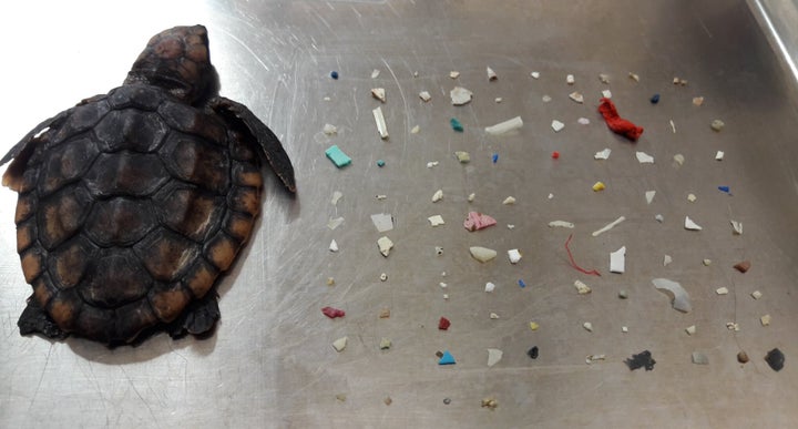 Cette jeune tortue de mer est morte en Floride. 104 morceaux de plastique ont été retrouvés dans son estomac. 