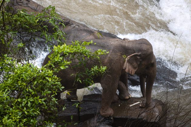 Six Elephants Dead After Plunging Into Waterfall In Thailands National Park
