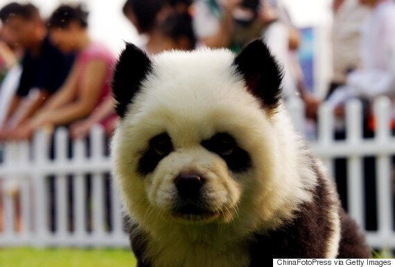 This Couple Dyed Their Dogs' Fur To Look Like Pandas 