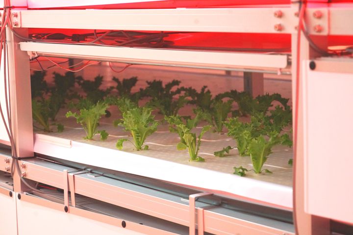 場内に構える「植物工場」の様子。完全無菌室でコンピューター制御しながら、野菜の育成状況を細かくチェックしている