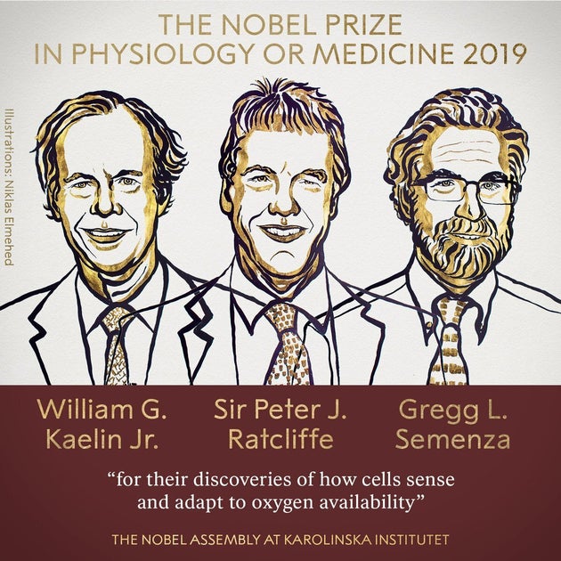 William G. Kaelin et Peter J. Ratcliffe et Gregg L. Semenza ont reçu le prix Nobel de médecine