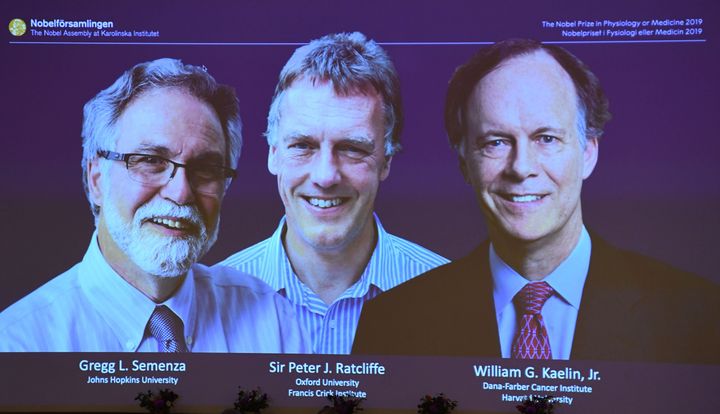 The winners of the 2019 Nobel Prize in Physiology or Medicine (L-R) Gregg Semenza of the US, Peter Ratcliffe of Britain and William Kaelin of the US appear on a screen during a press conference at the Karolinska Institute in Stockholm, Sweden, on October 7, 2019. 