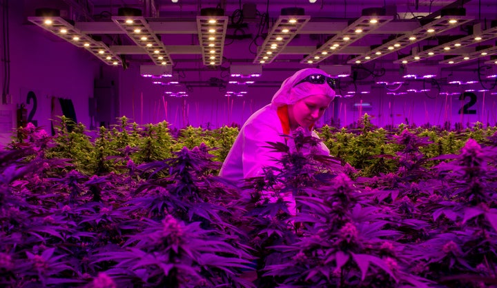 A production team member works in an aquaponics grow operation by licensed marijuana producer Green Relief in Flamborough, Ont., Jan. 25, 2019.