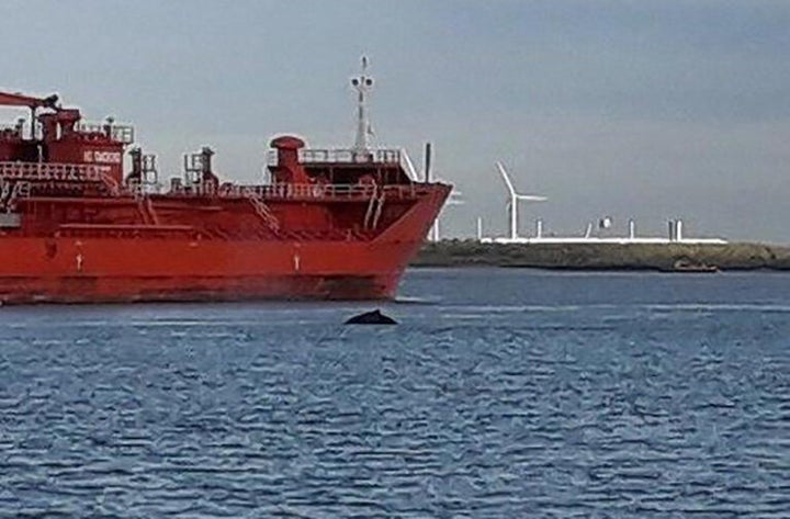 Humpback whale spotted in Thames in rare London sighting