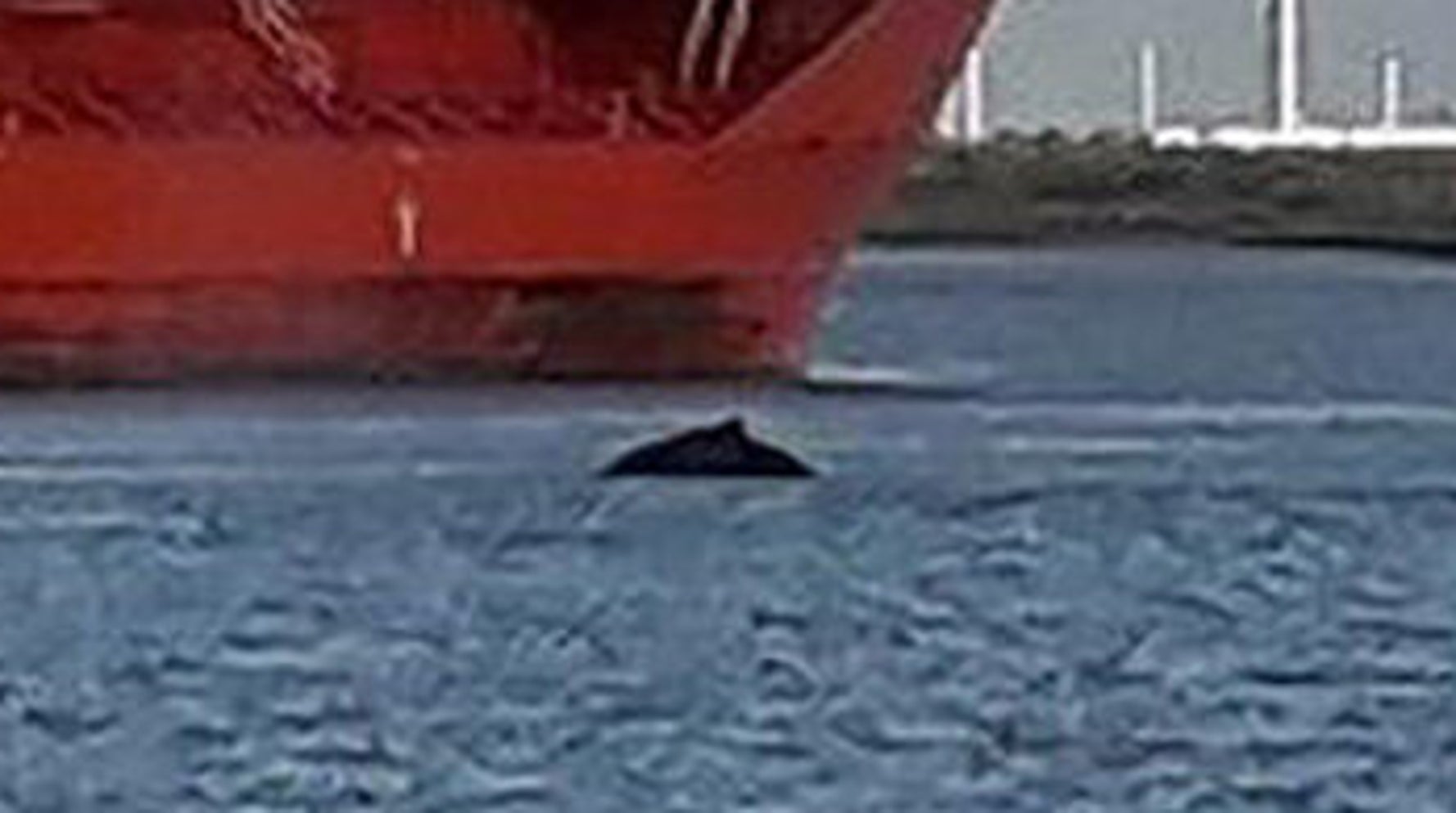 A Humpback Whale Has Been Spotted In The Most Random Of Places ...
