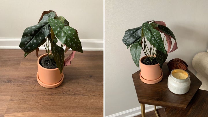 This is an <a href="https://fave.co/2ARAg1C" target="_blank" rel="noopener noreferrer">angel wings begonia</a> from <a href="https://fave.co/31UC9GP" target="_blank" rel="noopener noreferrer">The Sill's new faux plant line</a>.