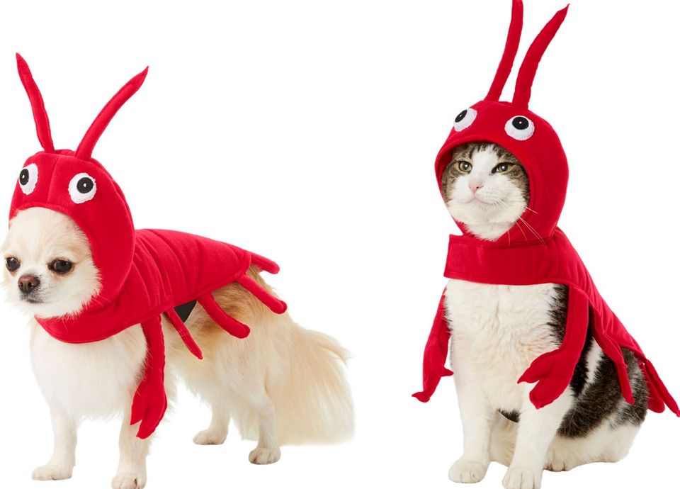 Cat lobster costume