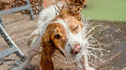 Cada cuánto tengo que bañar a mi