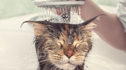 Cuándo y cómo hay que bañar a los