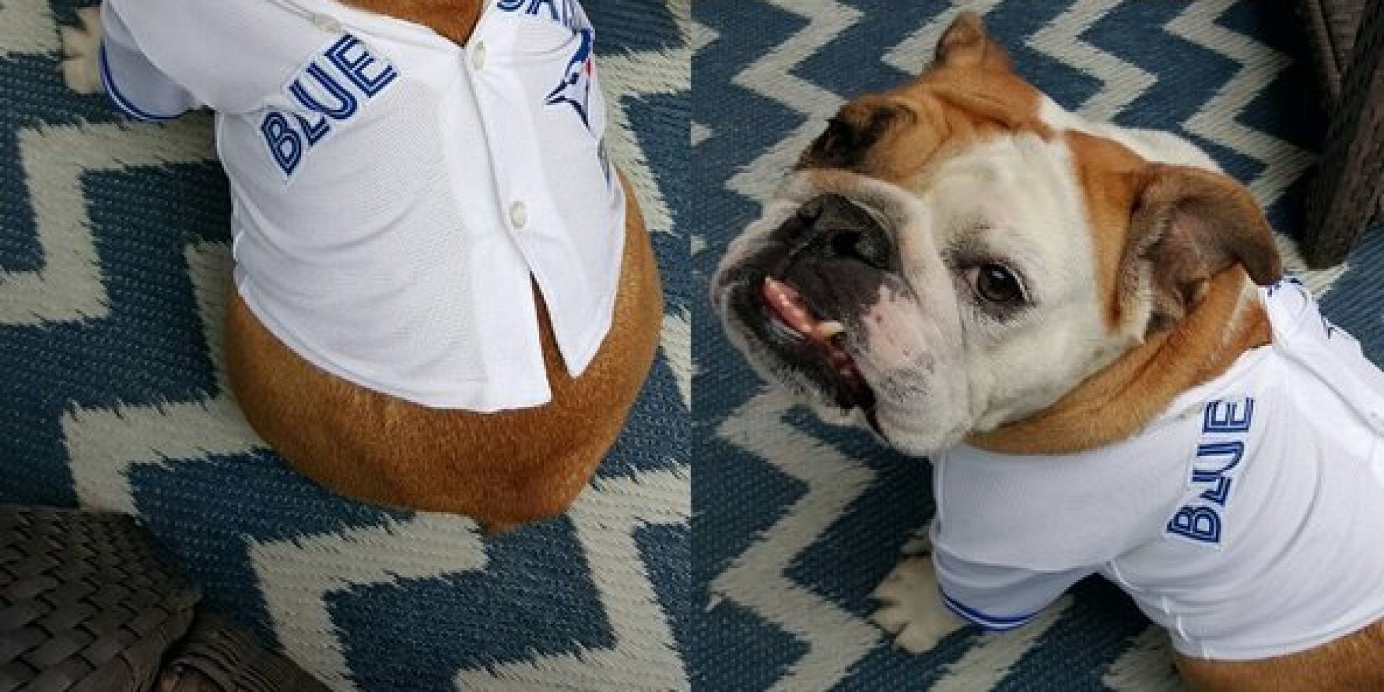 blue jays dog jersey