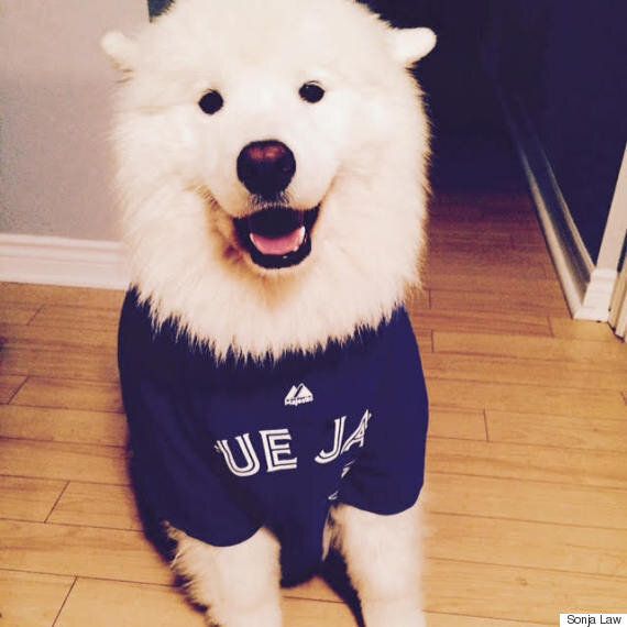 These Pets Are On The Blue Jays Bandwagon, And It Feels So Good