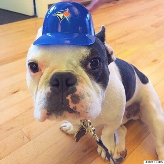 These Pets Are On The Blue Jays Bandwagon, And It Feels So Good
