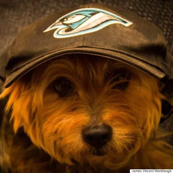 These Pets Are On The Blue Jays Bandwagon, And It Feels So Good