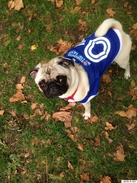 Toronto Blue Jay Dog 