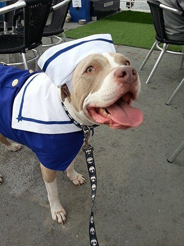 Best Dog Costumes For Houston Sports Fans – Chron Shopping