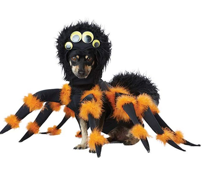 Funny Halloween Costumes for Pets + How to have a fun but SAFE Halloween  with your pets. — We Call It Puppy Luv