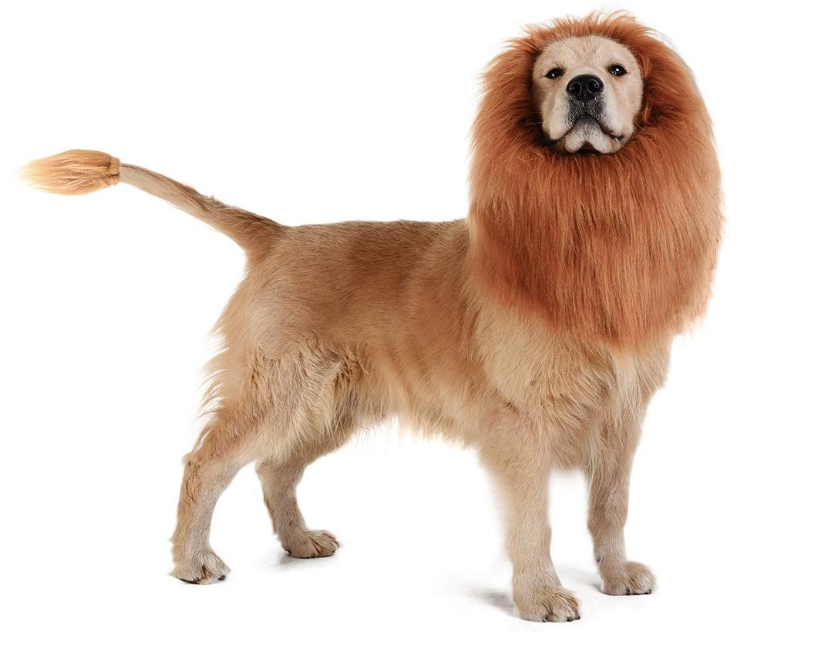 20 Pawsitively Funny Halloween Costumes For Dogs Of All Sizes