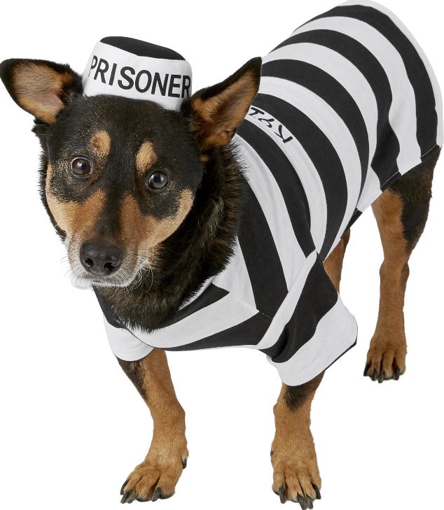 jailbird dog costume