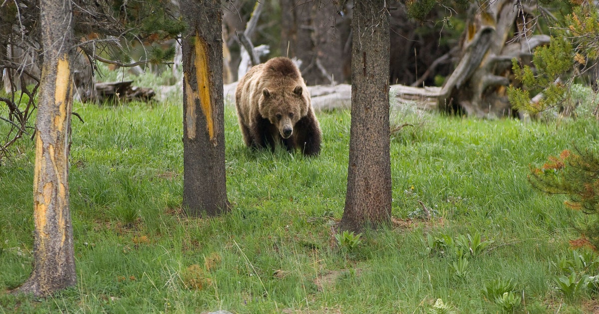 Yellowstone Tourist Complains About Wild Bears Not Trained To Show Up