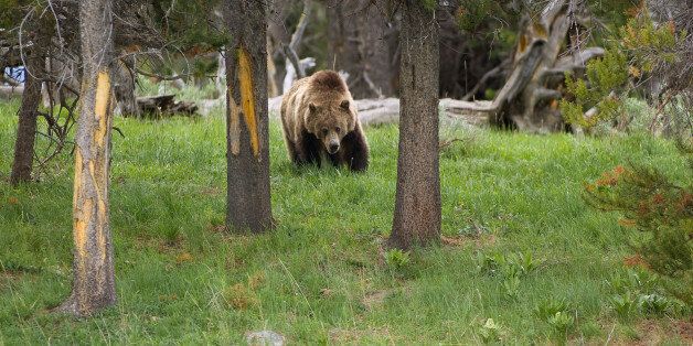 Grizzly bear in Yellowstone National Park . (Photo by: Universal Education/Universal Images Group via Getty Images)