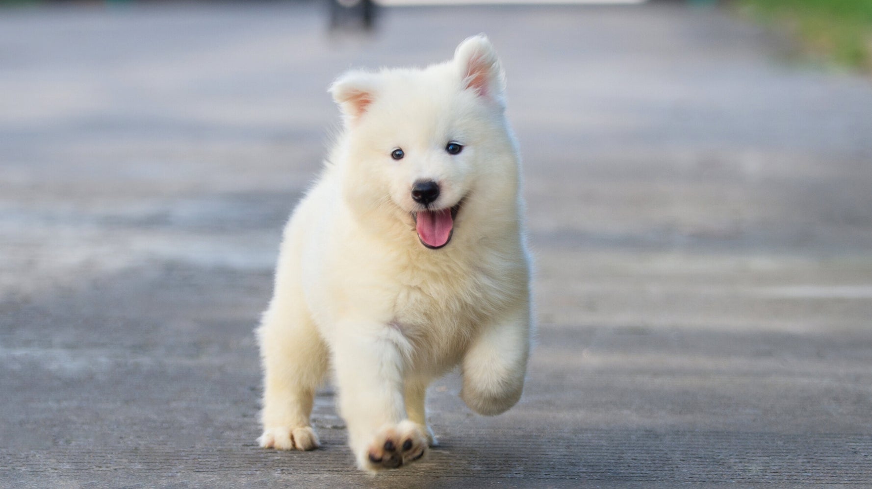 Can Dogs Come Back To Life