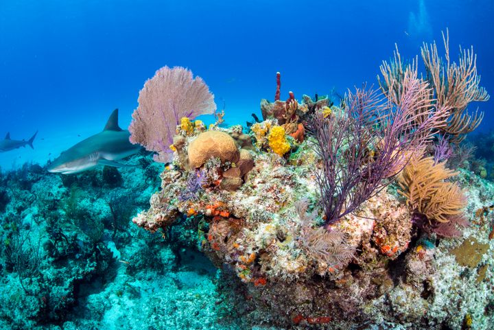 A Caribbean reef shark swims along a reef in the Bahamas.