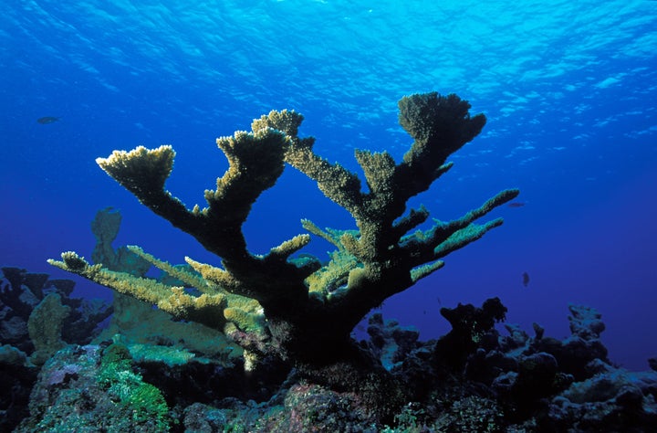 An elkhorn coral in the Bahamas.