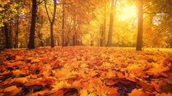 Otoño: época para agradecer, limpiar y