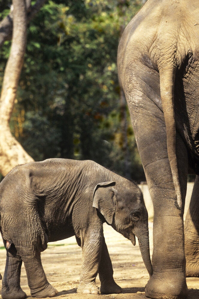 Asian Elephant