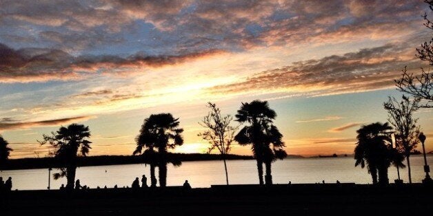 Palm trees at Vancouver's English Bay were first planted 20 years ago.