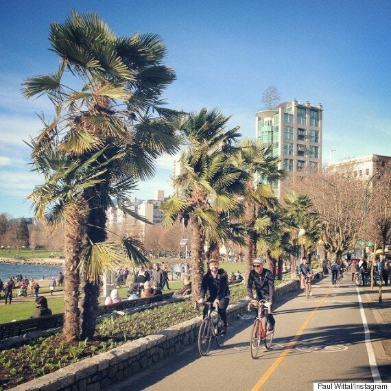 Landscape Design with Palm Trees in Vancouver BC